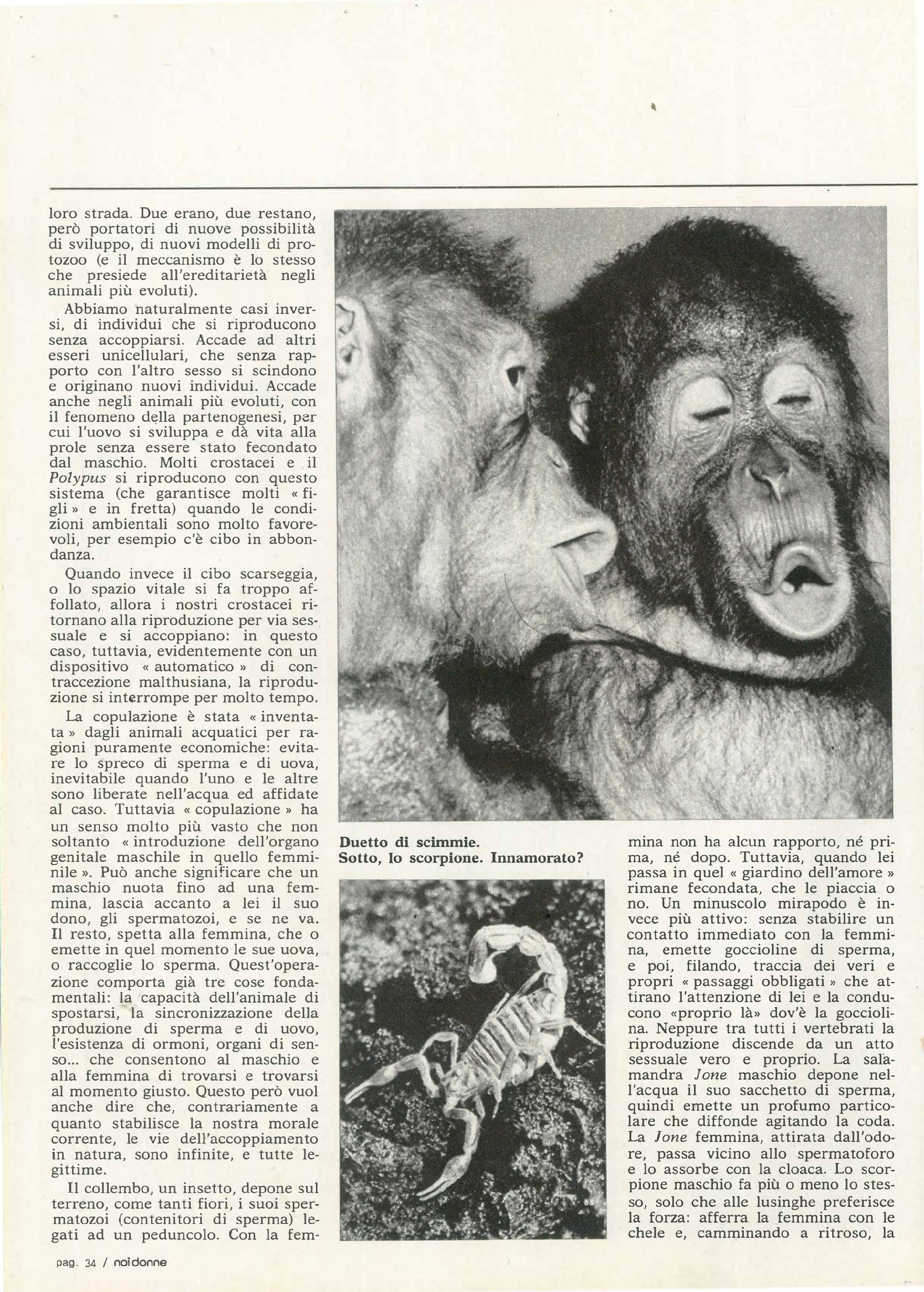 Foto: Amore è ... comportarsi da animali